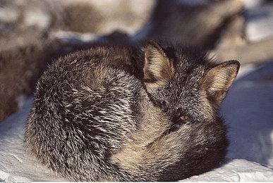 《战地6》滑行动作过于夸张！让一些玩家不满